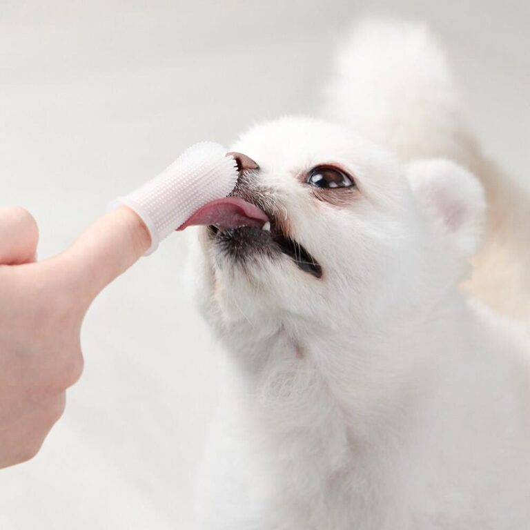 반려동물 추천 타키타키 강아지 칫솔 4개, 화이트, 4개 후기 및 스펙 상세 확인하기??