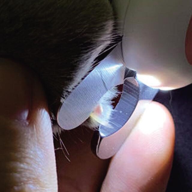 반려동물 추천 리스펫 반려동물 LED 다보여 발톱깎기 4.3 x 15 cm, 핑크, 1개 후기 및 스펙 상세 확인하기??